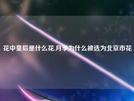 花中皇后是什么花,月季为什么被选为北京市花