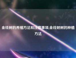 金钱树的养殖方法和注意事项,金钱财树的种植方法