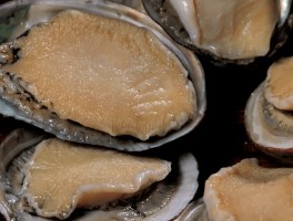 鲍鱼app- 鲍鱼怎么清理才干净视频