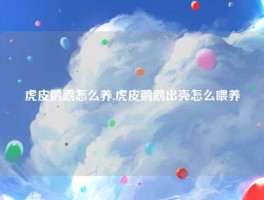 虎皮鹦鹉怎么养,虎皮鹦鹉出壳怎么喂养