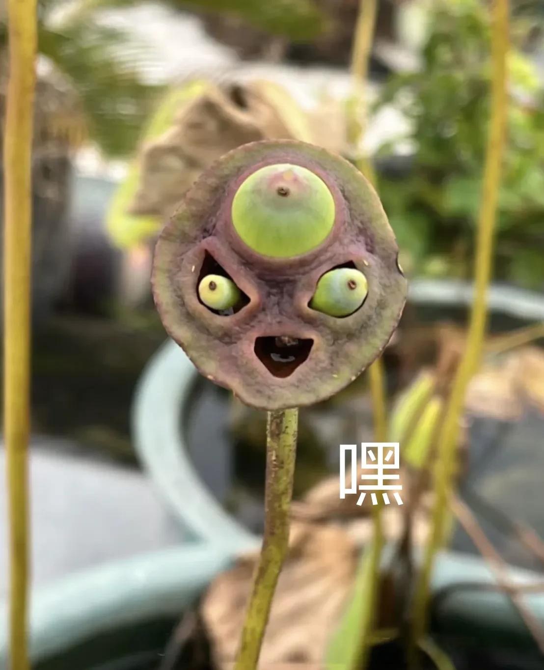 史莱姆大战蘑菇- 史莱姆大战蘑菇ios 史莱姆大战蘑菇- 史莱姆大战蘑菇ios