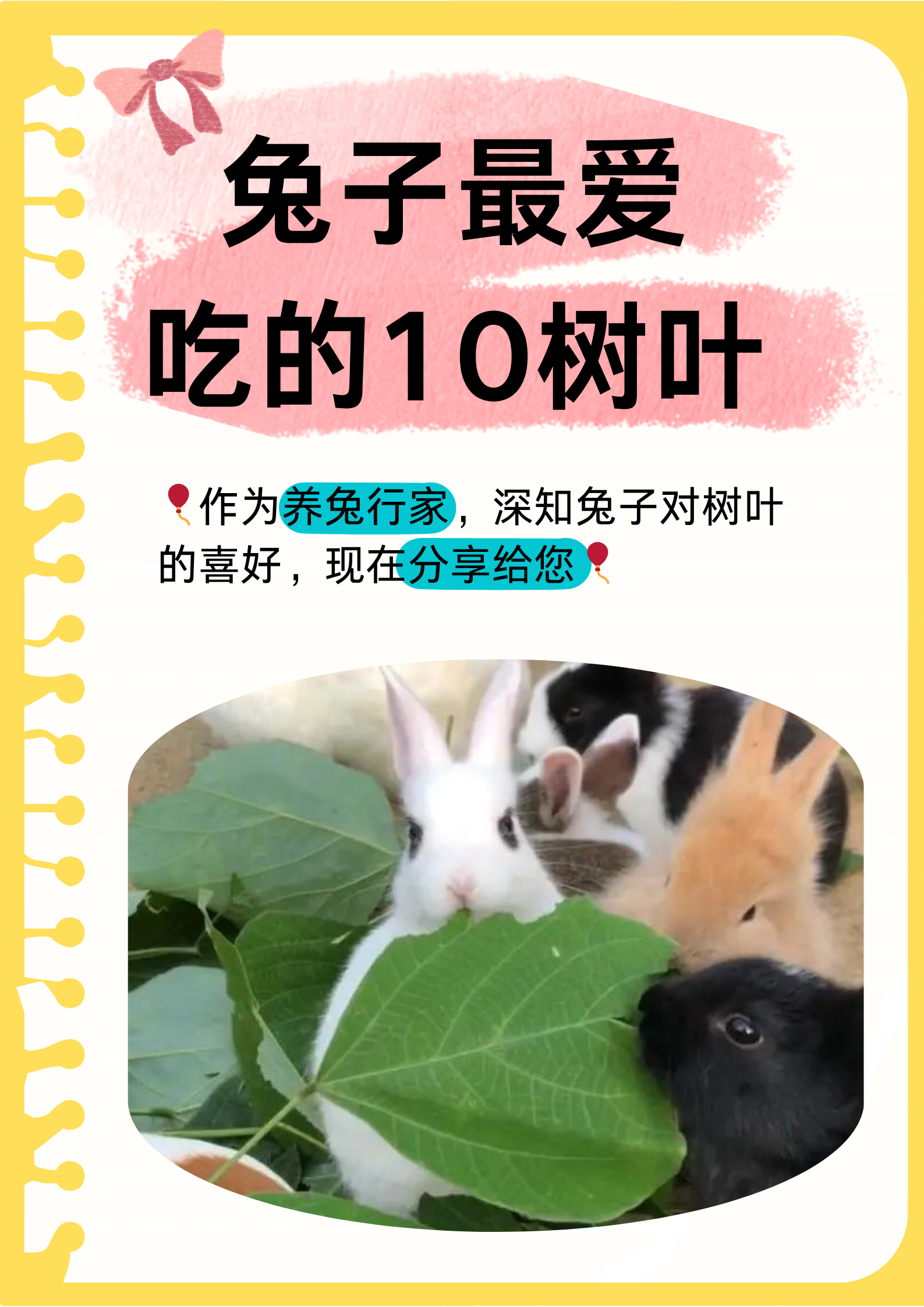 生活中的兔子更喜欢哪种食物- 实际上生活中兔子喜欢什么食物 生活中的兔子更喜欢哪种食物- 实际上生活中兔子喜欢什么食物