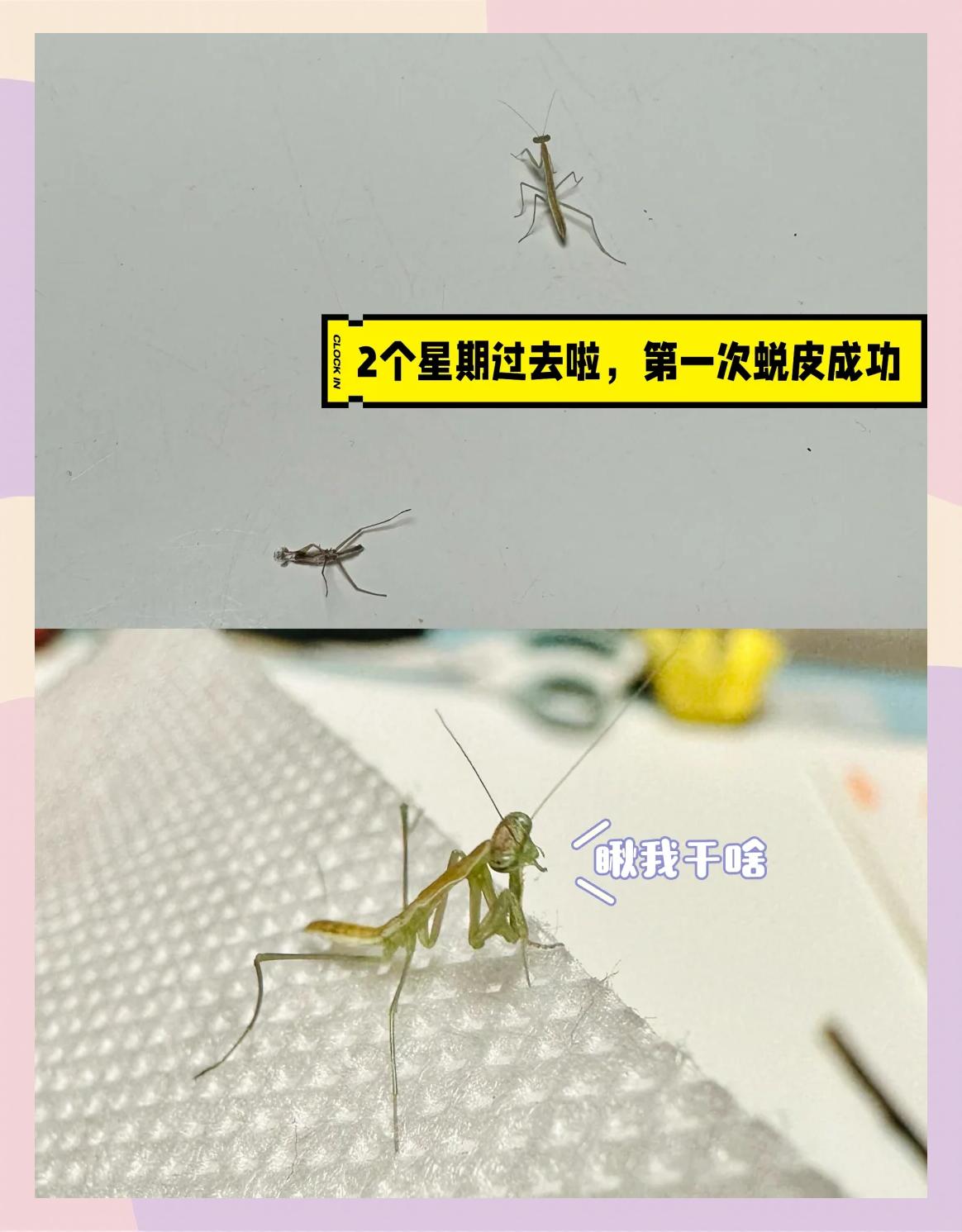 螳螂进化顺序- 螳螂进化顺序是什么 螳螂进化顺序- 螳螂进化顺序是什么